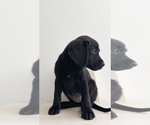 Small #3 Labrador Retriever