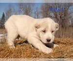 Small Photo #13 Central Asian Shepherd Dog Puppy For Sale in Winnipeg, Manitoba, Canada