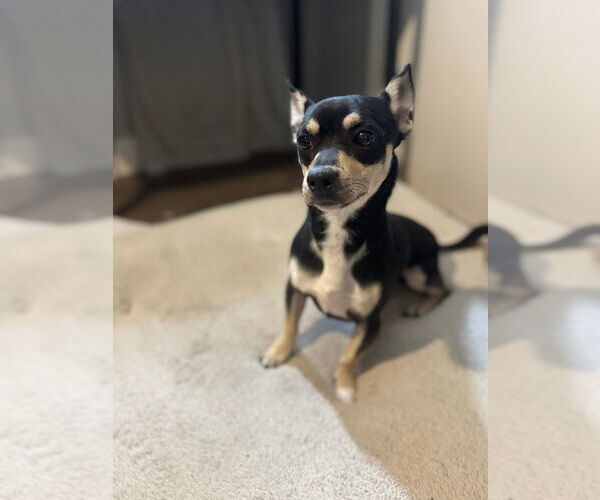 Medium Photo #3 Chihuahua Puppy For Sale in Oak Bluffs, MA, USA