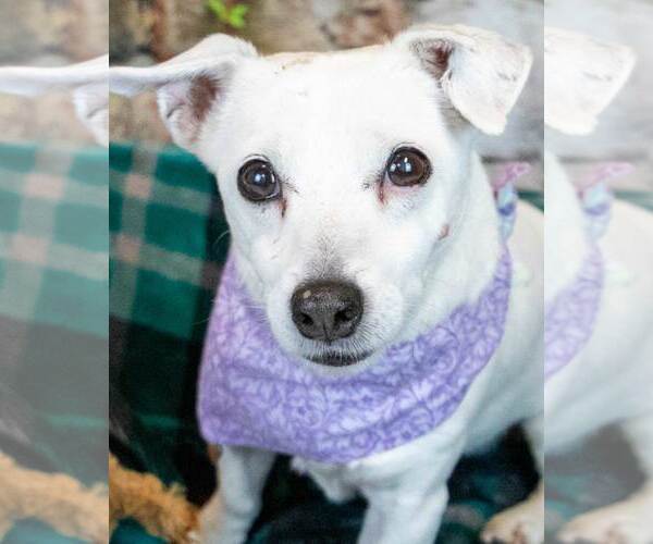 Medium Photo #1 Jack Russell Terrier Puppy For Sale in Kennesaw, GA, USA