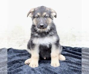 German Shepherd Dog Puppy for sale in READING, PA, USA