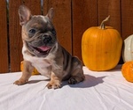Small Photo #33 French Bulldog Puppy For Sale in GOSHEN, IN, USA