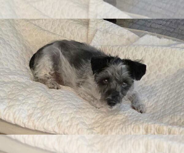 Medium Photo #8 Mutt Puppy For Sale in Boonton, NJ, USA