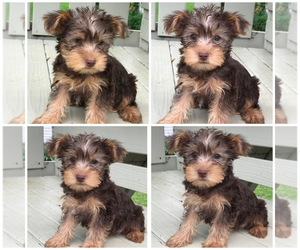 Yorkshire Terrier Puppy for sale in BOWLING GREEN, KY, USA