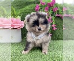 Small #21 Pomeranian