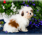 Small #5 Shih Tzu