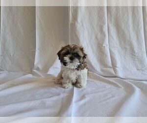 Shih Tzu Puppy for sale in RIVERSIDE, CA, USA