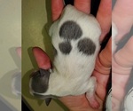 Small Photo #9 Pomsky Puppy For Sale in EUFAULA, OK, USA