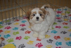 Small Photo #5 Lhasa Apso Puppy For Sale in ORO VALLEY, AZ, USA