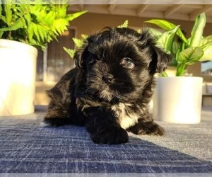 Shih Tzu Puppy for sale in CALEXICO, CA, USA