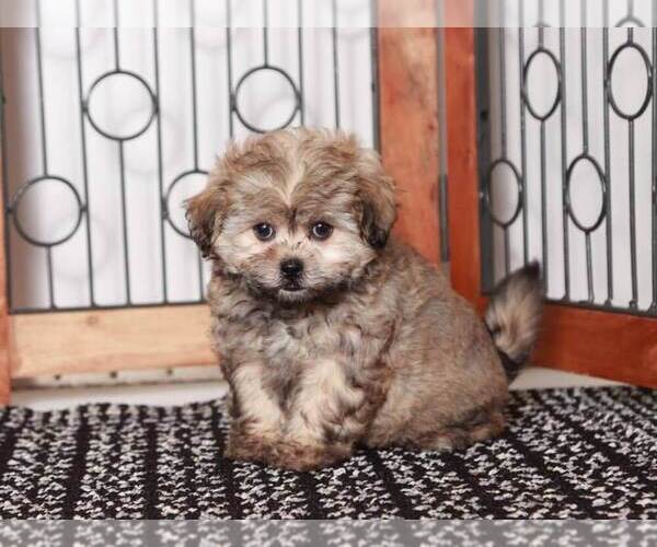 Medium Photo #3 ShihPoo Puppy For Sale in NAPLES, FL, USA