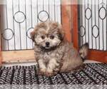 Small Photo #3 ShihPoo Puppy For Sale in NAPLES, FL, USA