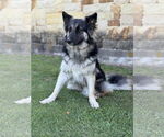 Small #5 German Shepherd Dog Mix