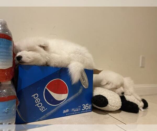 Medium Photo #1 Samoyed Puppy For Sale in DALY CITY, CA, USA