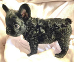 Small Photo #8 French Bulldog Puppy For Sale in SANTA ANA, CA, USA