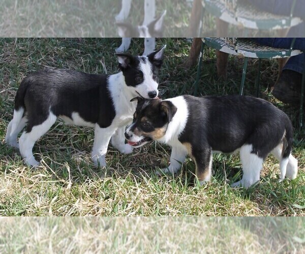 Medium Photo #3 Australian Cattle Dog-Border Collie Mix Puppy For Sale in LEHIGH, IA, USA