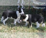 Small #2 Australian Cattle Dog-Border Collie Mix