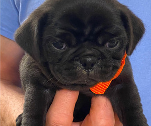 Pug Puppy for Sale in HUTTO, Texas USA