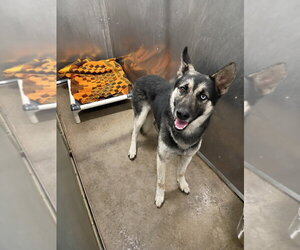 Gerberian Shepsky Dogs for adoption in La Porte, IN, USA