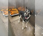 Ares - Male Gerberian Shepsky Dog for Adoption - Small photo