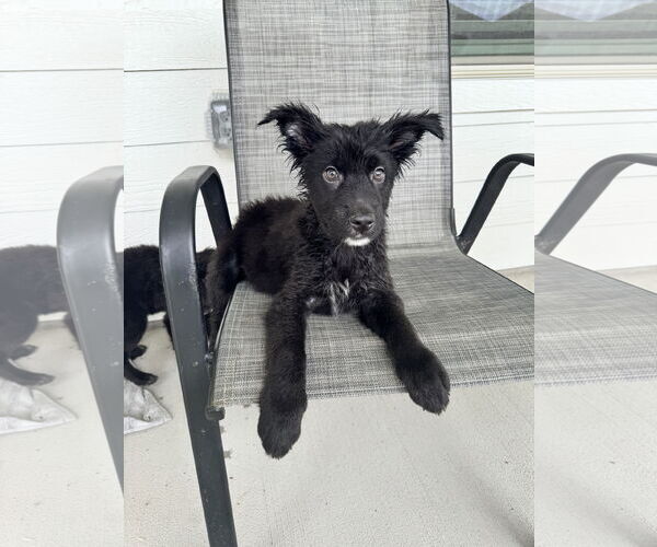 Medium Photo #4 German Shepherd Dog-Unknown Mix Puppy For Sale in The Woodlands, TX, USA