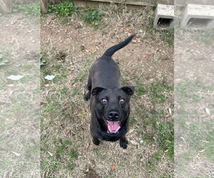 Mutt Dogs for adoption in Jackson, MS, USA