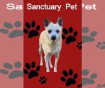 Small #2 Jack Russell Terrier Mix