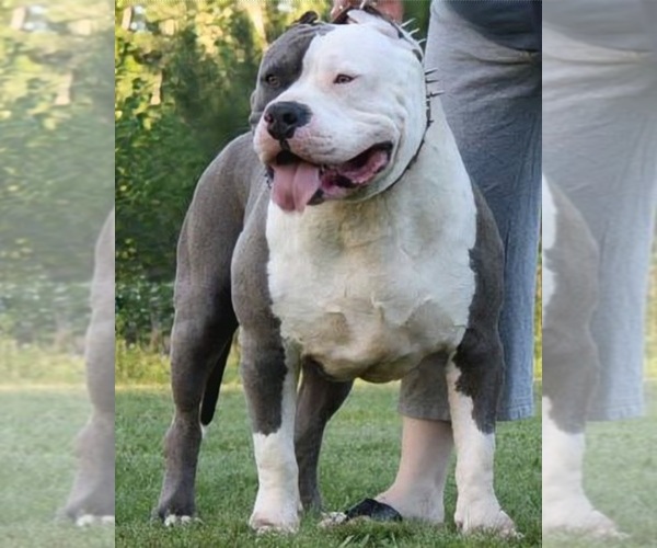 Medium Photo #16 American Bully Puppy For Sale in PALMDALE, CA, USA