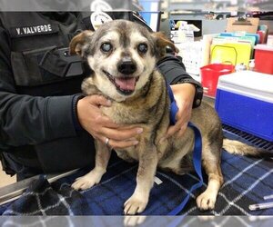 Chihuahua-Unknown Mix Dogs for adoption in Riverside, CA, USA