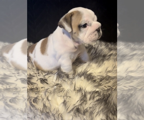 Medium Photo #2 Bulldog Puppy For Sale in FOUNTAIN RUN, KY, USA