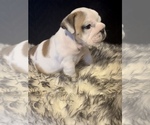 Small Photo #2 Bulldog Puppy For Sale in FOUNTAIN RUN, KY, USA