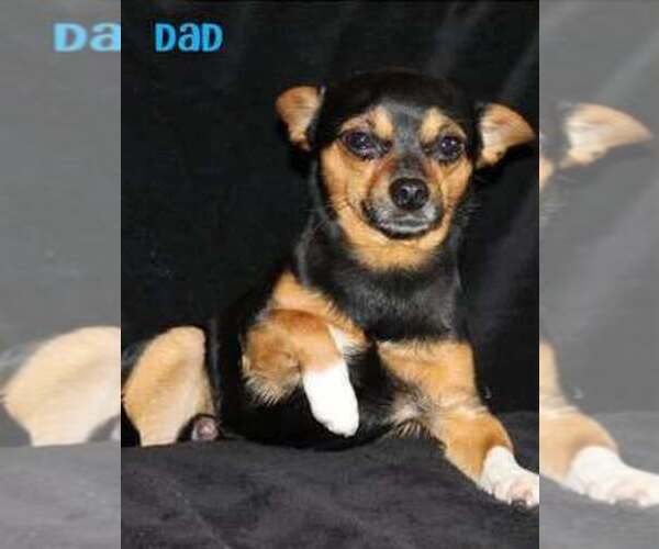 Medium Photo #1 Chihuahua Puppy For Sale in HUDSONVILLE, MI, USA