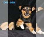 Small Photo #1 Chihuahua Puppy For Sale in HUDSONVILLE, MI, USA