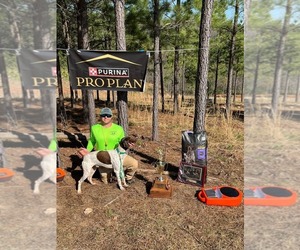 Father of the German Shorthaired Pointer puppies born on 06/26/2026