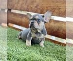 Small Photo #73 French Bulldog Puppy For Sale in ORLANDO, FL, USA