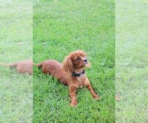 Father of the Cavalier King Charles Spaniel puppies born on 04/10/2024