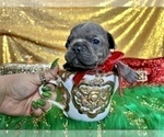 Small #61 French Bulldog