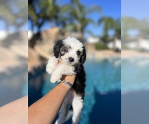 Aussiedoodle Miniature Puppy for sale in MENIFEE, CA, USA