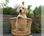 Small Photo #9 Labrador Retriever Puppy For Sale in MILLVILLE, MN, USA