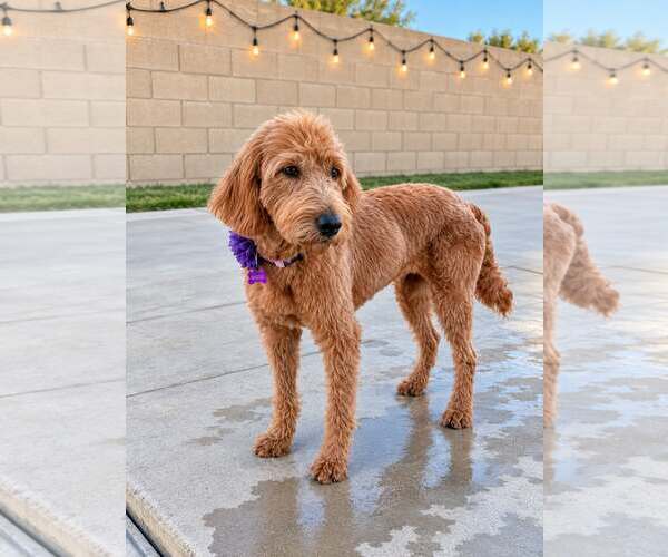 Medium Photo #2 Labradoodle Puppy For Sale in Corona, CA, USA