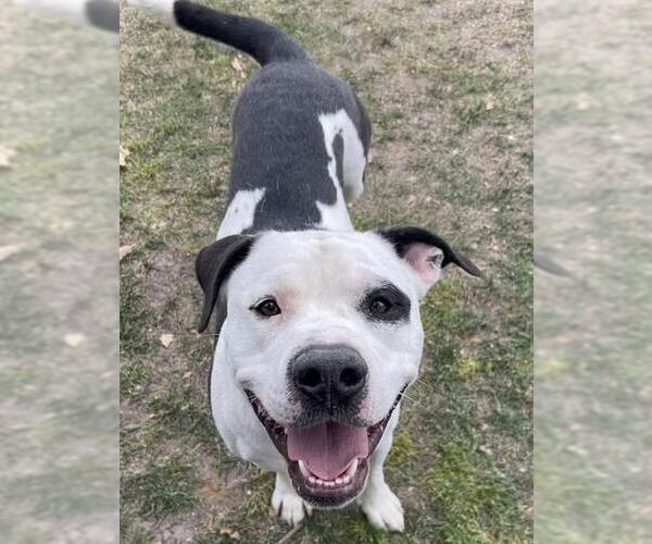 Medium Photo #1 American Pit Bull Terrier-Unknown Mix Puppy For Sale in Riverside, CA, USA