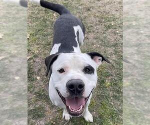 American Pit Bull Terrier-Unknown Mix Dogs for adoption in Riverside, CA, USA