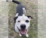 Small American Pit Bull Terrier Mix