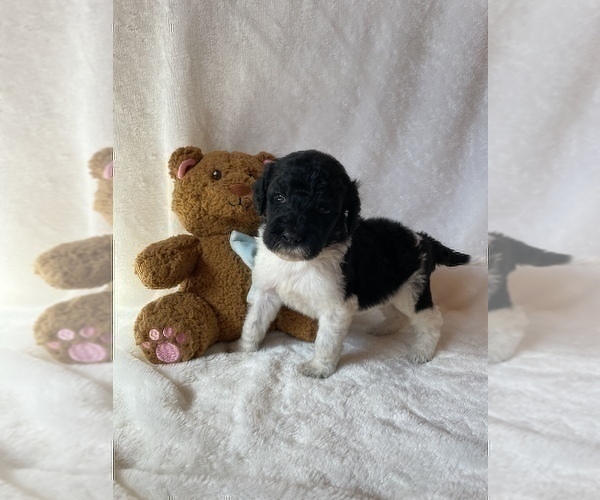 Full screen Photo #6 Goldendoodle Puppy For Sale in CHESNEE, SC, USA