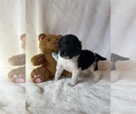 Small Photo #6 Goldendoodle Puppy For Sale in CHESNEE, SC, USA