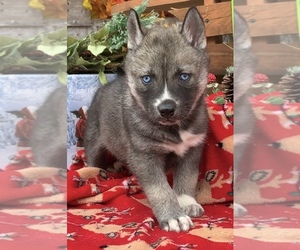 Siberian Husky Puppy for sale in BEAVER, OH, USA