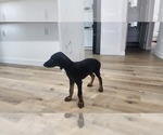Small Photo #8 Doberman Pinscher Puppy For Sale in LOS ANGELES, CA, USA