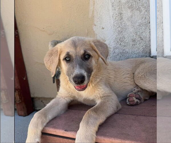 Medium Photo #1 Anatolian Pyrenees Puppy For Sale in Hayward, CA, USA