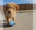 Small Photo #5 Golden Retriever Puppy For Sale in COLUSA, CA, USA