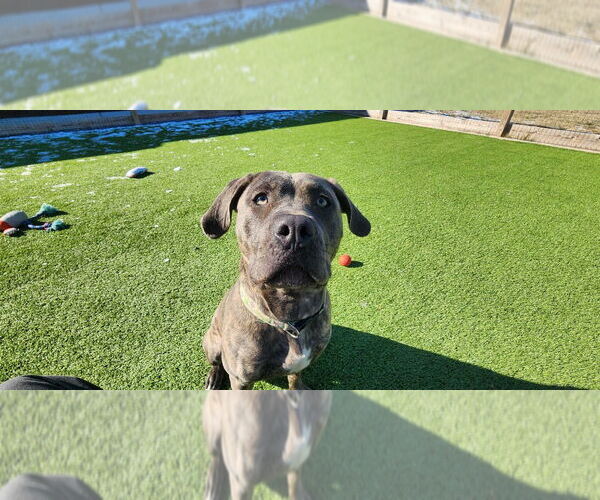 Medium Photo #3 Labrador Retriever-Unknown Mix Puppy For Sale in Chestertown, MD, USA